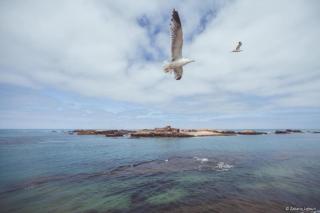 LE JOURNAL DE LA PERPLEXITE : L’ILE INTERIEURE