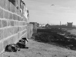 ALBUM DU MONDE : LA RETRAITE DES CHATS