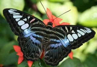 JOURNAL DE LA PERPLEXITE : UN BATTEMENT DE PAPILLON