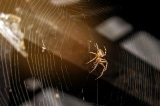 LE JOURNAL DE LA PERPLEXITE : LA TOILE D’ARAIGNEE