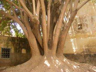 L'ATTENTAT CONTRE L'ARBRE