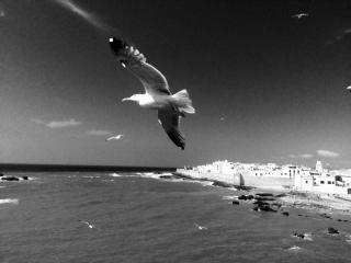 CHRONIQUE DE MOGADOR : LA MOUETTE BLESSÉE