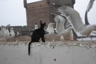 CHRONIQUE DE MOGADOR : LE DEUIL DES CHATS