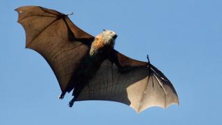 BILLET D’AILLEURS : LA REVANCHE DE LA CHAUVE-SOURIS