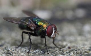 JOURNAL DE LA PERPLEXITE : LE DECES DE LA MOUCHE