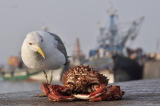 CHRONIQUE DE MOGADOR : LE GOELAND ET LE CRABE SUR LA FESTINA LENTE SOUIRIE