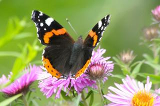 JOURNAL DE LA PERPLEXITE : LA LEGERETE DU PAPILLON